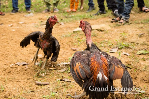Rooster Fight, near Phong Nha, Phong Nha - Ke Bang National Park, Vietnam
