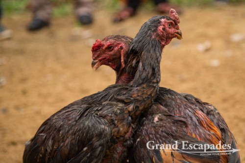 Rooster Fight, near Phong Nha, Phong Nha - Ke Bang National Park, Vietnam