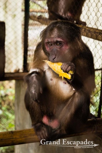 Wildlife Rescue Center, Phong Nha - Ke Bang National Park, Phong Nha, Vietnam,