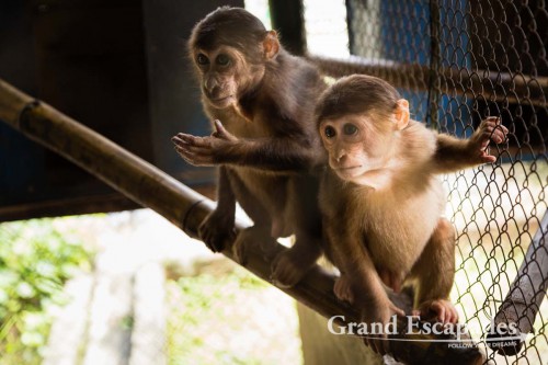 Wildlife Rescue Center, Phong Nha - Ke Bang National Park, Phong Nha, Vietnam,