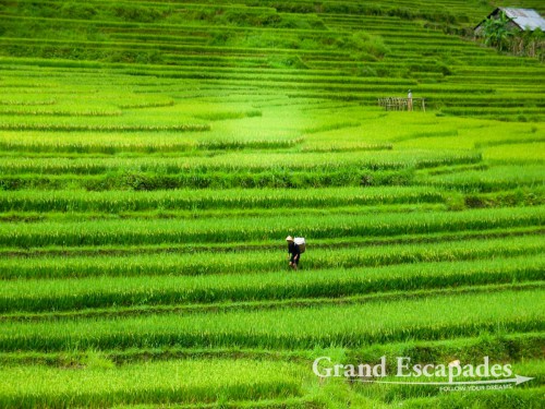 Rice Terraces near SaPa, in the Summer, North Vietnam