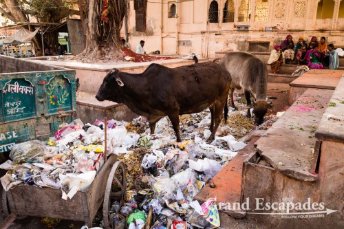 In the streets of Jodhpur, the Blue City, Rajasthan, India