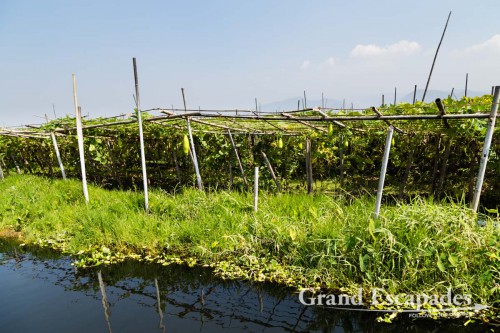 Floating gardens on Inle Lake, Myanmar