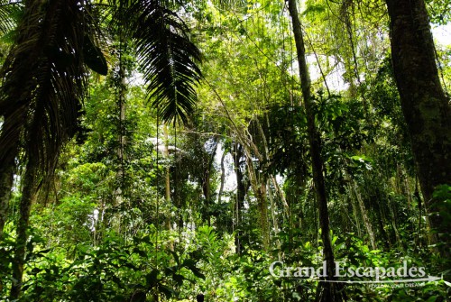 Walking through the Rain Forest, Madidi National Park, Amazon Rain Forest, Rurrenabaque, Bolivia