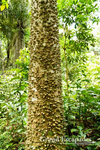 Walking through the Rain Forest, Madidi National Park, Amazon Rain Forest, Rurrenabaque, Bolivia