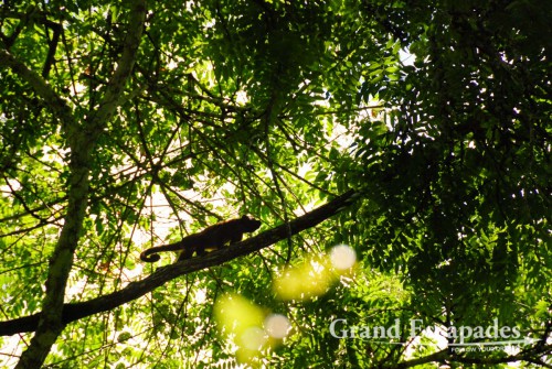 Walking through the Rain Forest, Madidi National Park, Amazon Rain Forest, Rurrenabaque, Bolivia