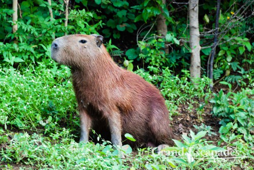Capybara (Hydrochoerus Hydrochaeris), the largest rodent in the world - This one was more than one meter long! La Pampa, Rurrenabaque, Bolivia