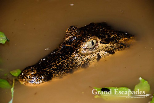 Black Caiman (Paleosuchus Trigonatus), La Pampa, Rurrenabaque, Bolivia