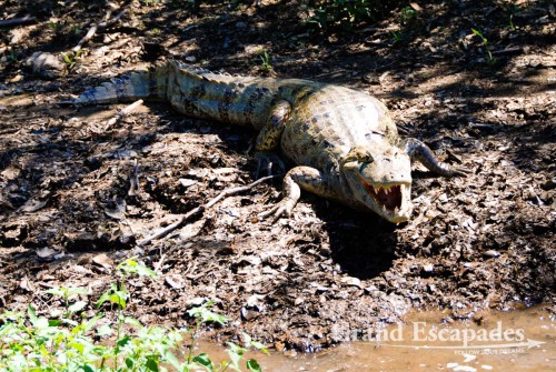 Black Caiman (Paleosuchus Trigonatus), La Pampa, Rurrenabaque, Bolivia