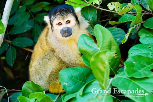 Squirrel Monkey, La Pampa, Rurrenabaque, Bolivia