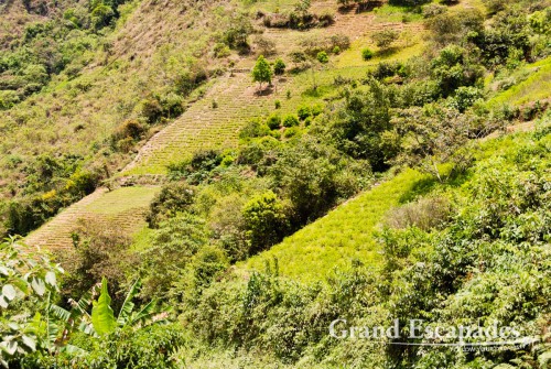 Coca Plantations, Coroico, Bolivia