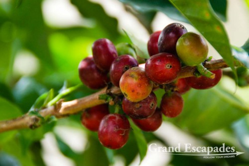 Coffee when it is ready to be harvested, Coroico, Bolivia