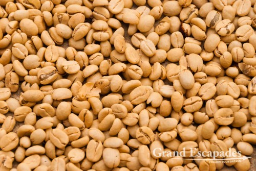 Peeled coffee beans, Salento, Zona Cafetera, Quindio, Colombia, South America