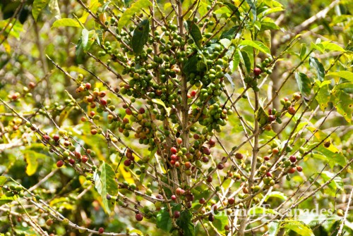 Coffee tree, San Agustin, Huila, Colombia, South America