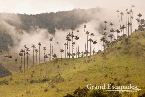Wax palm trees (Copernicia alba), Valle de Cocora, Salento, Zona Cafetera, Quindio, Colombia, South America