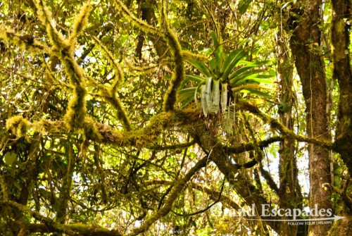 Secondary Cloud Forest