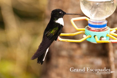 Hummingbird (Trochilidae), Acaime Reserve, Valle de Cocora, Salento, Zona Cafetera, Quindio, Colombia, South America