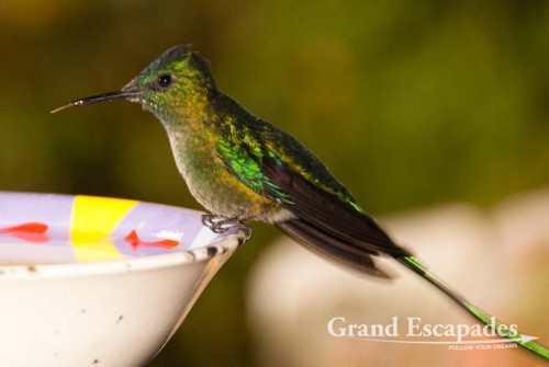 Hummingbird (Trochilidae), Acaime Reserve, Valle de Cocora, Salento, Zona Cafetera, Quindio, Colombia, South America