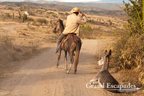 Gaucho