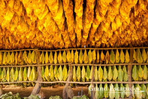 Tobaco Plantation near Curiti - Drying the Tobaco leaves
