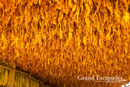 Tobaco Plantation near Curiti - Drying the Tobaco leaves