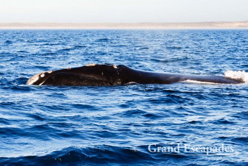 Southern Right Whale (Eubalaena australis) or Ballena Franca Austral, Peninsula Valdez National Park, Northern Patagonia, Argentina, South America
