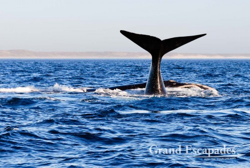 Southern Right Whale (Eubalaena australis) or Ballena Franca Austral, Peninsula Valdez National Park, Northern Patagonia, Argentina, South America