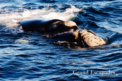 Southern Right Whale (Eubalaena australis) or Ballena Franca Austral, Peninsula Valdez National Park, Northern Patagonia, Argentina, South America