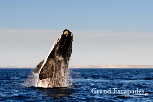 Southern Right Whale (Eubalaena australis) or Ballena Franca Austral, Peninsula Valdez National Park, Northern Patagonia, Argentina, South America