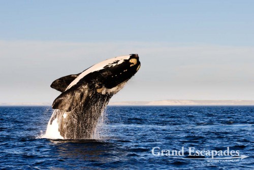 Southern Right Whale (Eubalaena australis) or Ballena Franca Austral, Peninsula Valdez National Park, Northern Patagonia, Argentina, South America