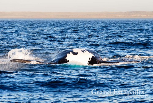 Southern Right Whale (Eubalaena australis) or Ballena Franca Austral, Peninsula Valdez National Park, Northern Patagonia, Argentina, South America