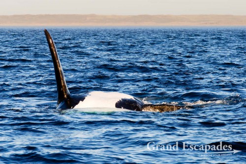 Southern Right Whale (Eubalaena australis) or Ballena Franca Austral, Peninsula Valdez National Park, Northern Patagonia, Argentina, South America