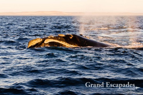Southern Right Whale (Eubalaena australis) or Ballena Franca Austral, Peninsula Valdez National Park, Northern Patagonia, Argentina, South America