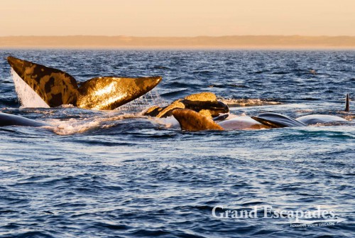 Southern Right Whale (Eubalaena australis) or Ballena Franca Austral, Peninsula Valdez National Park, Northern Patagonia, Argentina, South America