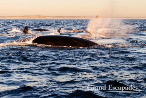 Southern Right Whale (Eubalaena australis) or Ballena Franca Austral, Peninsula Valdez National Park, Northern Patagonia, Argentina, South America