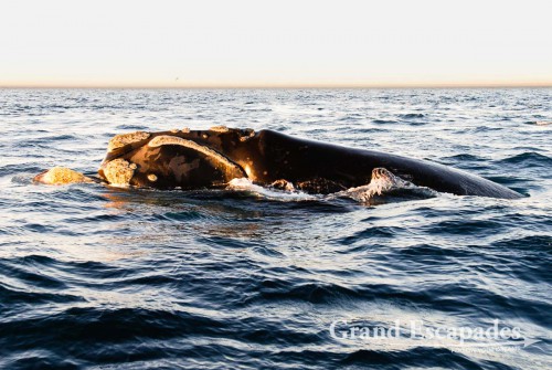 Southern Right Whale (Eubalaena australis) or Ballena Franca Austral, Peninsula Valdez National Park, Northern Patagonia, Argentina, South America
