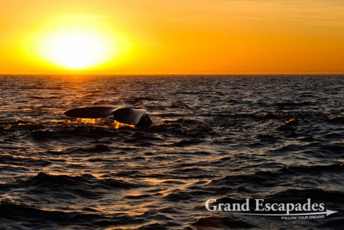 Southern Right Whale (Eubalaena australis) or Ballena Franca Austral, Peninsula Valdez National Park, Northern Patagonia, Argentina, South America