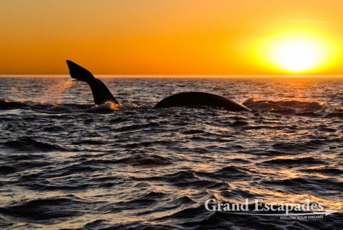 Southern Right Whale (Eubalaena australis) or Ballena Franca Austral, Peninsula Valdez National Park, Northern Patagonia, Argentina, South America