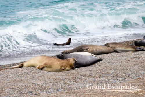 A male sea elephant can weight up to 4 tons and has a harem of up to 200 females, Peninsula Valdez, Argentina