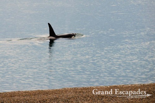 Orca near the shore at Caleta Valdes, Peninsula Valdez, Argentina