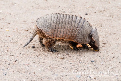A Pichi was the main attraction at Punta Norte, Peninsula Valdez, Argentina