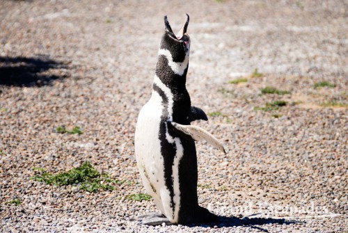 Many Penguins sing ... Actually, let´s call it scream! Magellanic Penguins (Spheniscus magellanicus), Punta Tombo, Peninsula Valdez, North Patagonia, Argentina, South America