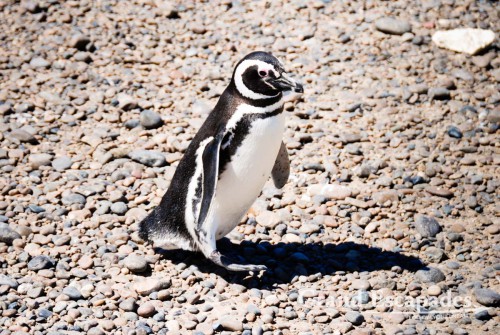 Magellanic Penguins (Spheniscus magellanicus), Punta Tombo, Peninsula Valdez, North Patagonia, Argentina, South America