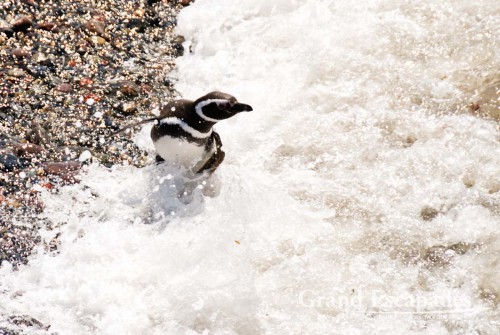 There is nothing like a good swim ... Magellanic Penguins (Spheniscus magellanicus), Punta Tombo, Peninsula Valdez, North Patagonia, Argentina, South America