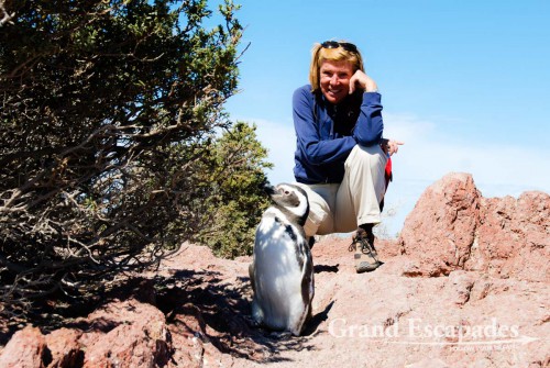 This Penguin posed with about 20 tourists, just the time we were there!!! Magellanic Penguins (Spheniscus magellanicus), Punta Tombo, Peninsula Valdez, North Patagonia, Argentina, South America
