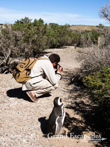 Gilles, really surrounded by Penguins! Magellanic Penguins (Spheniscus magellanicus), Punta Tombo, Peninsula Valdez, North Patagonia, Argentina, South America