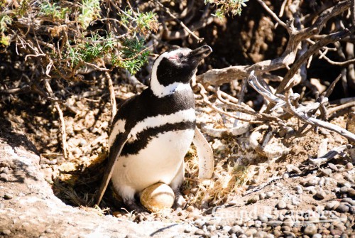 Hetching its egg ... But also enjoying the sun! Magellanic Penguins (Spheniscus magellanicus), Punta Tombo, Peninsula Valdez, North Patagonia, Argentina, South America