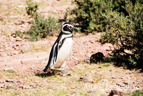 Building the nest ... Magellanic Penguins (Spheniscus magellanicus), Punta Tombo, Peninsula Valdez, North Patagonia, Argentina, South America