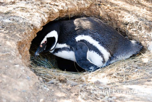 Adult Penguin in its nest and a small one hidding under ... Magellanic Penguins (Spheniscus magellanicus), Punta Tombo, Peninsula Valdez, North Patagonia, Argentina, South America