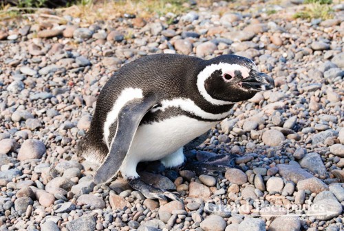 Magellanic Penguins (Spheniscus magellanicus), Punta Tombo, Peninsula Valdez, North Patagonia, Argentina, South America